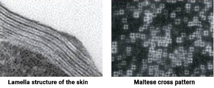 microscopic image of skin